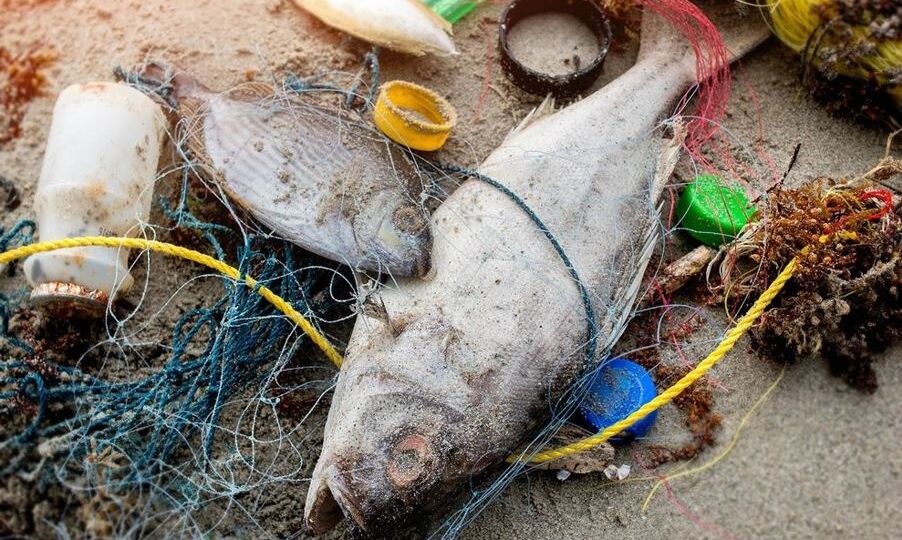 Mikroplastik in Nahrungskette