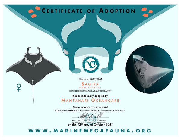 INNLP0781A -Bagira_page-0001