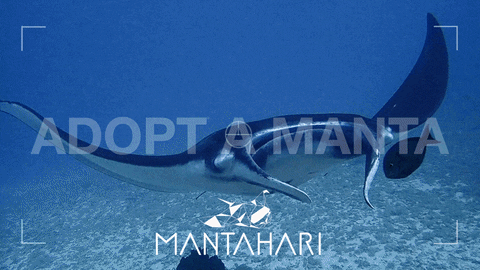 Adopt a Manta Mantahari