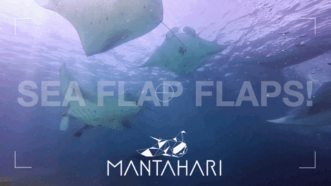 Mantahari Manta Giphy