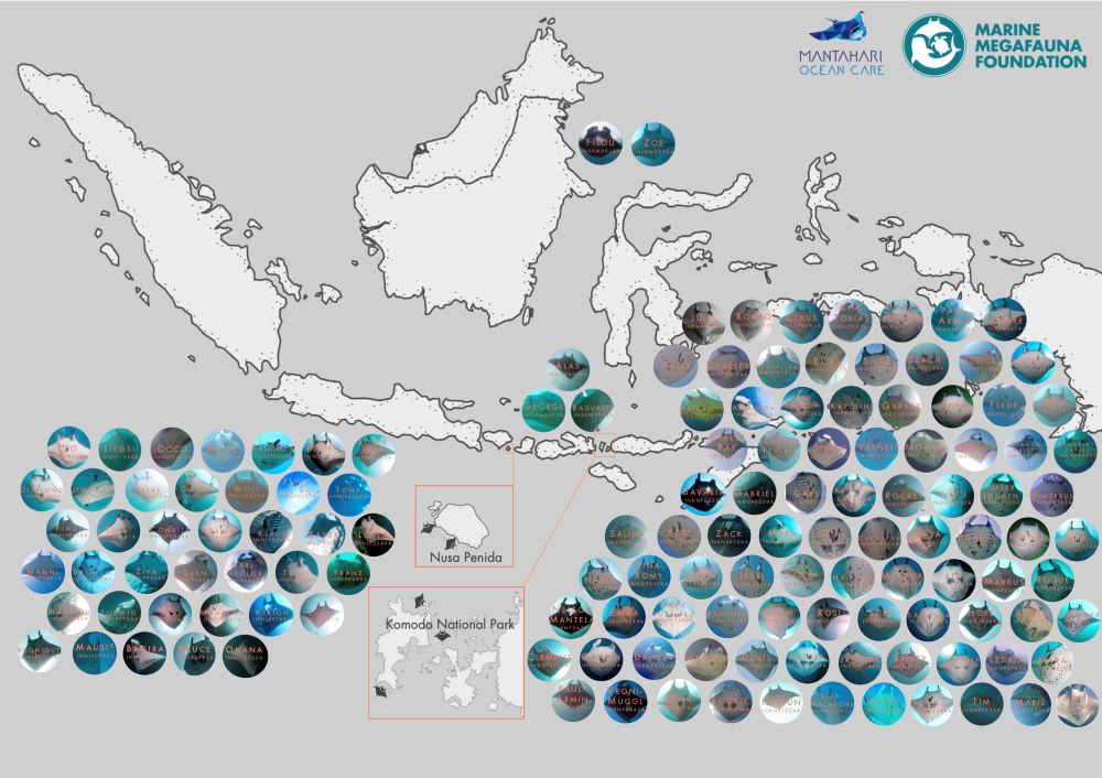 Mantahari Manta Adoptionen